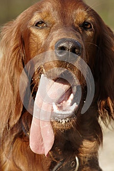 Irish setter 3