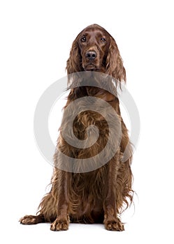 Irish Setter (3 years) photo