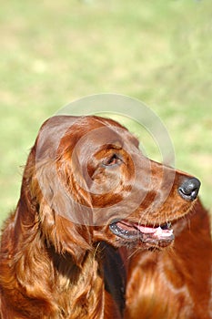 Irish Setter