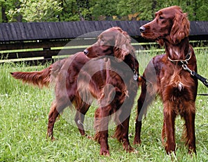 Irish Setter