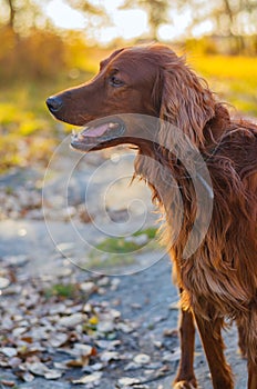 Irish setter.