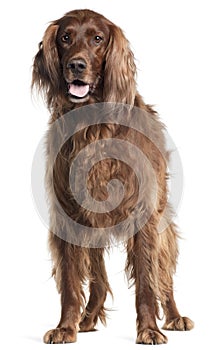 Irish Setter, 5 years old, panting