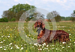 Irish Setter