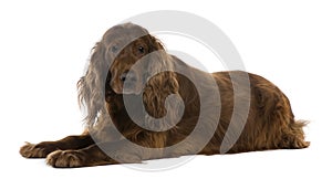 Irish setter, 8 years old, lying