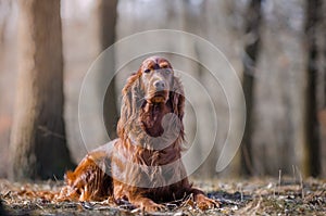 Irish setter