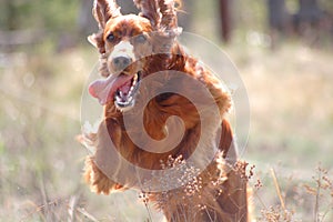 Irish setter dog