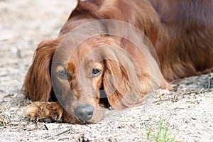 Irish setter dog