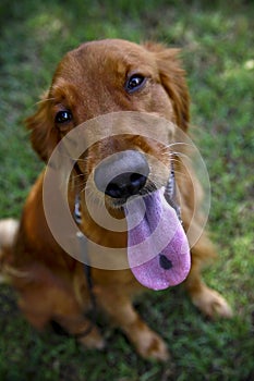 Irish setter dog