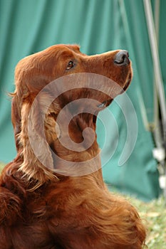 Irish Setter dog