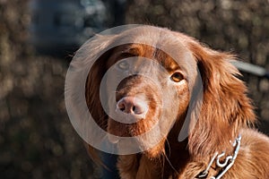 Irish setter dog - portrait