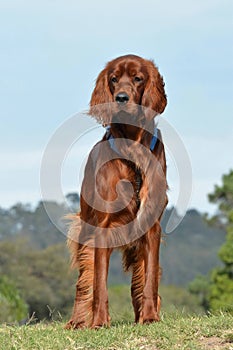 Irish Setter dog