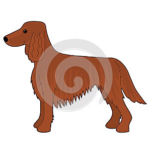 Irish Setter Dog