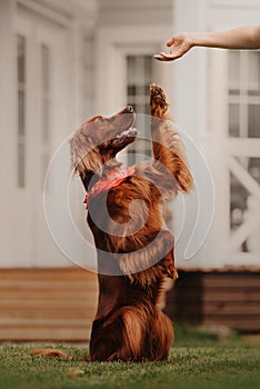 Irish setter dog gives paw outdoors in summer