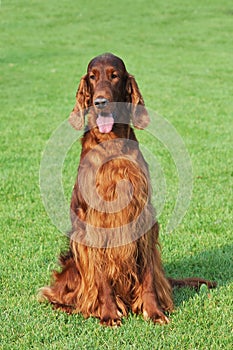 Irish setter dog portrait