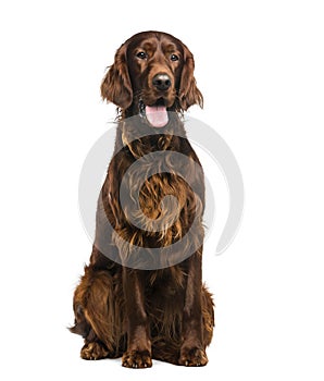 Irish Setter in front of a white background