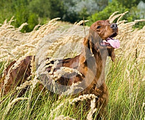 Irish Setter in high grass.