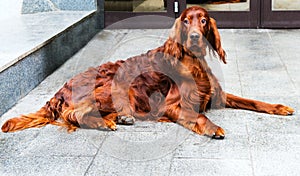 Irish Setter lying.