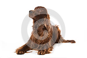 Irish Setter lying on white background
