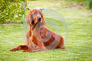 Irish Setter