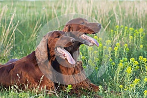 Irish Setter pair