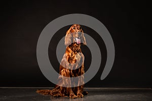 Irish Setter panting studio shot