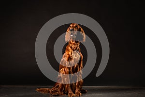 Irish Setter panting studio shot