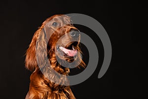 Irish Setter panting studio shot