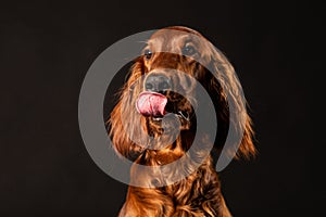 Irish Setter panting studio shot