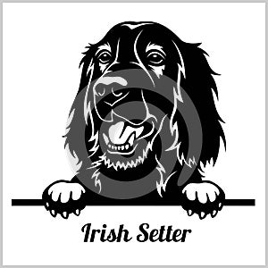 Irish Setter - Peeking Dogs - breed face head isolated on white