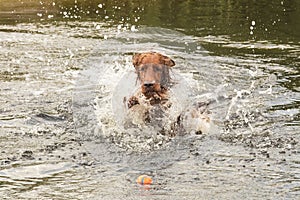 Irish setter plays with ball