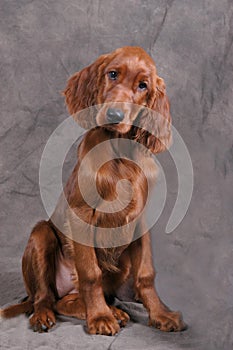 Irish Setter Puppy