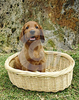 Irish setter puppy in a basket