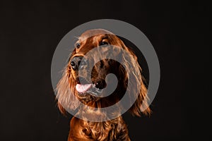 Irish Setter puppy on black background