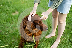 Irish Setter puppy dog during obedience training outdoors, dog training school