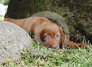 Irish setter puppy in the grass