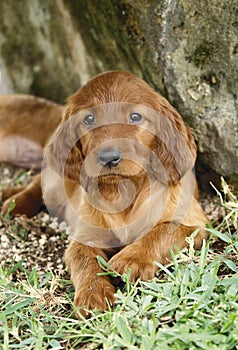 Irish setter puppy laying down