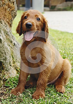 Irish setter puppy sitting