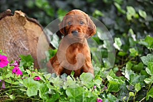 Irish Setter Puppy Sitting in Ivy