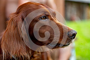 Irish Setter Red Hair Dog Portrait