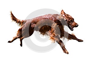 Irish Setter photo