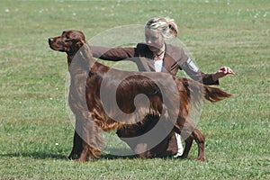 Irish setter set to go