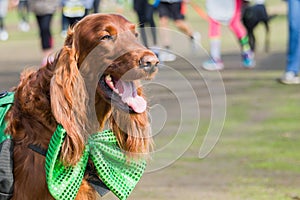 Irish Setter at St Patrick `s Day Party