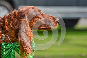 Irish Setter at St Patrick `s Day Party