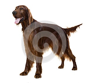 Irish Setter photo