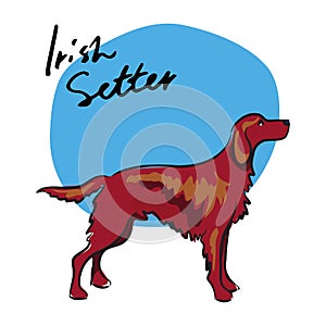 Irish Setter, vector illustration