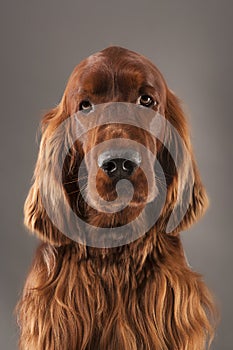 IRISH SETTER