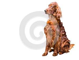 Irish Setter on white.