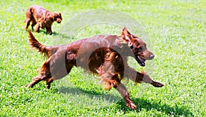 Irish Setters running on grass photo