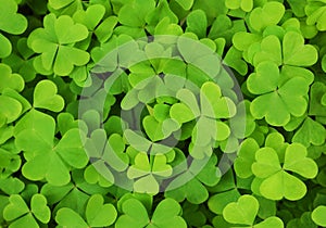 Irish shamrock clover img