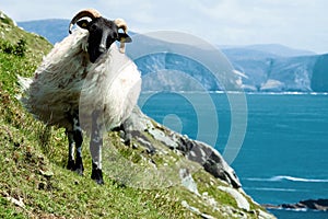 Irish sheep grazing grass on a steep hill. Beautiful landscape scenery with blue sky and ocean in the background. Achill island,